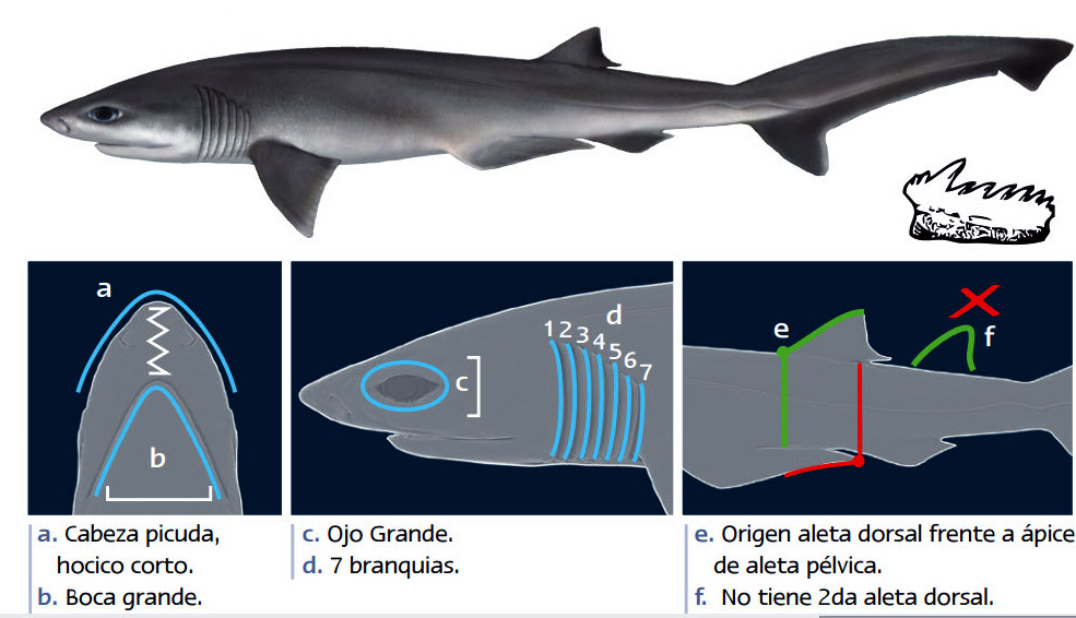 Heptranchias perlo_09.jpg
